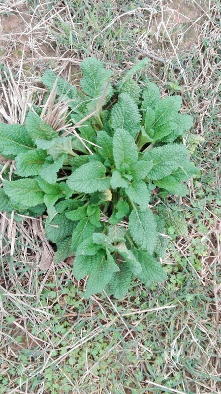 是可食用的野菜嗎?