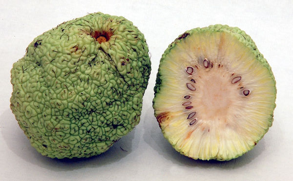 你说的应该是猴脑果.