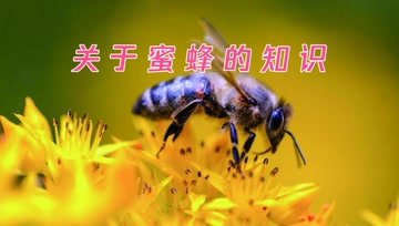 [图]关于蜜蜂的知识有哪些