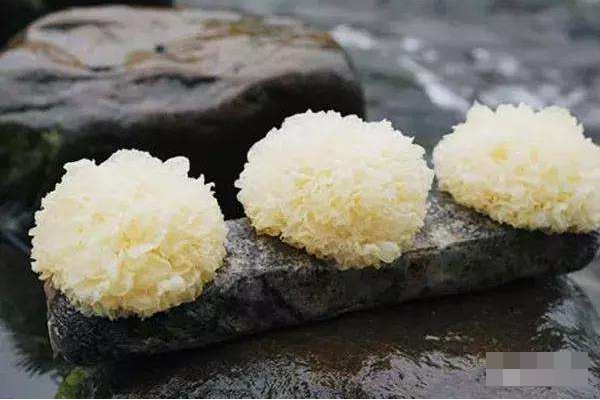 金燕耳有什么特别的吗?