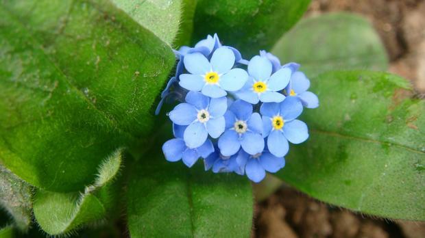 勿忘草叶子什么样