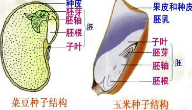 生物:植物種子的結構圖有哪些