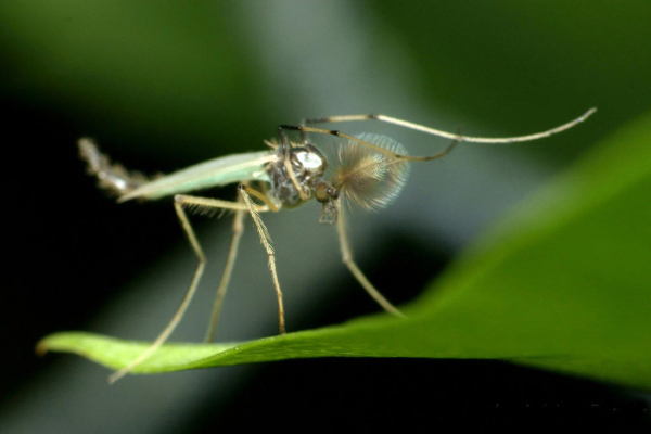 摇蚊的生活习性