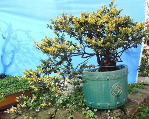 黑骨香在水份充足的时候为何落叶