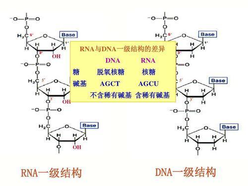 RNA碱基配对图片