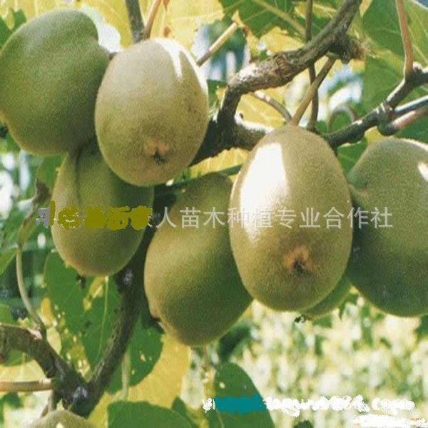 猕猴桃树子开口是怎么回事