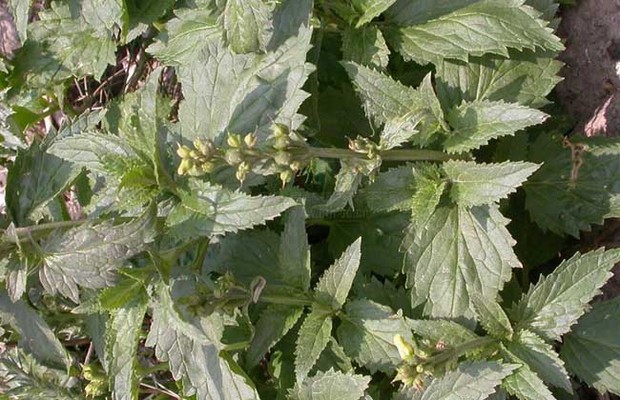 贵州种植什么药材最赚钱