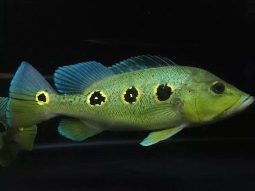 孔雀翎里的那个龙是怎么回事?